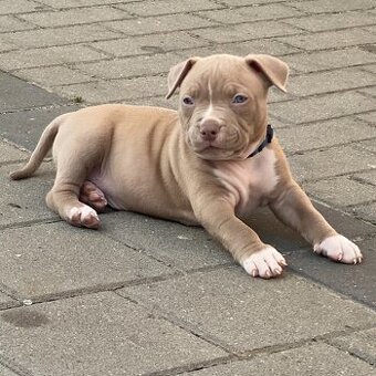 American Bully