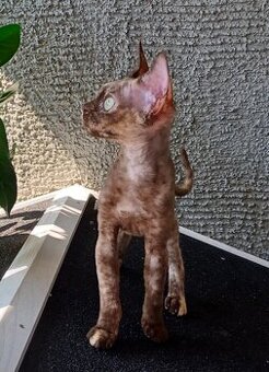 Devon Rex