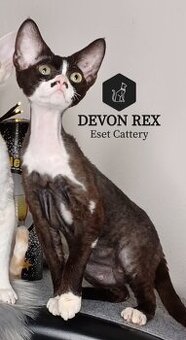 Devon Rex