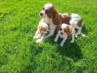Kavalir king charles spaniel