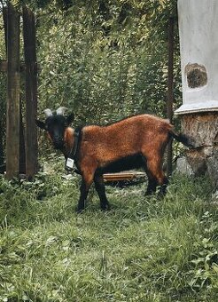 Holandský kozlík - 1