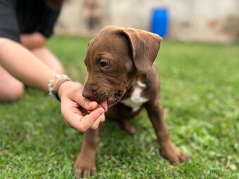 Štěňátka Pitbull X stafordširský bulteriér