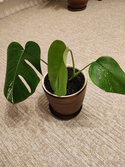 Monstera Albo variegata
