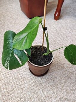 Monstera Albo variegata