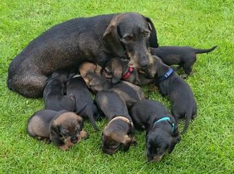 Jezevčík drsnosrstý standardní