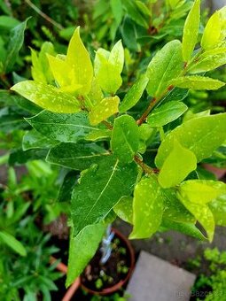 Vavřín, stromkový Vavřín, Bobkový list, stromky, pokojovky