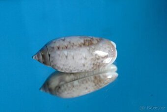 Oliva flammulata