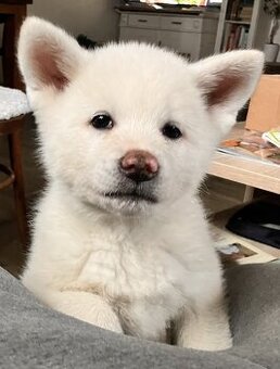 Poslední pejsek Akita Inu s PP