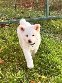 Poslední pejsek Akita Inu s PP