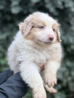 Australský ovčák bez PP