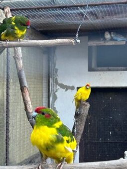 Kakarici,korela,andulka,penant