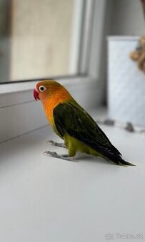 Agapornis