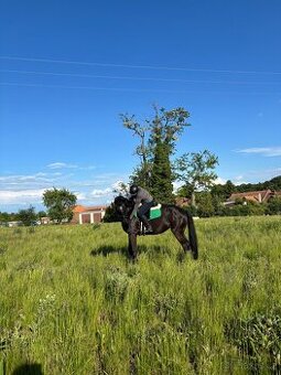 Prodám 8 mi letou klisnu