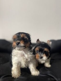 Biewer jorkšírský teriér