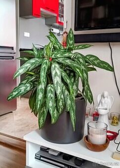 Aglaonema Maria, pokojová rostlina.