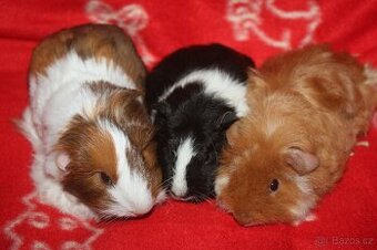 Morčata krátkosrstá a dlouhosrstá holčičky i kluci