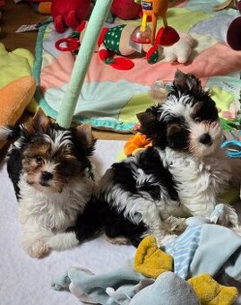 Jorkširský teriér-biewer - 1