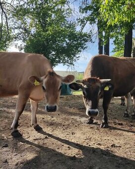 Prodám jalovice BIO