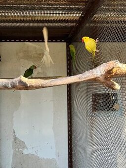 Alexandr velký samec 2025