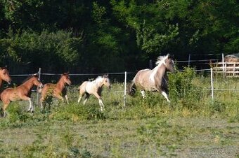 Úžasná klisna American Paint Horse