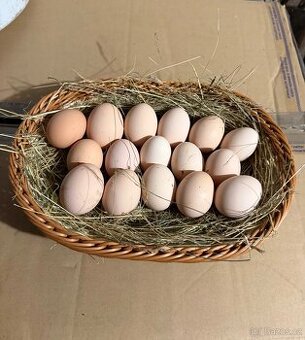 Domáci vejce/vajíčka