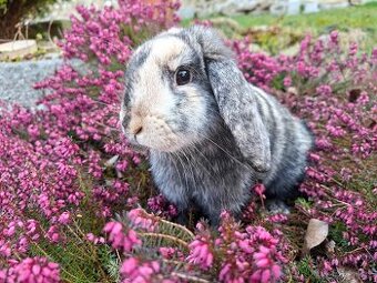 Zakrslý beránek samička