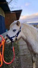 Roční hřebeček welsh mountain pony - 1