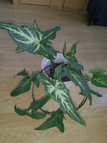Pnoucí pokojová rostlina-Syngonium angustatum Schott