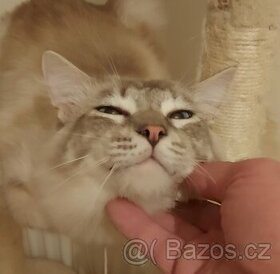Ragdoll kocur na krytie