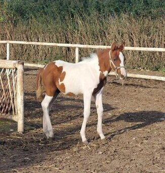 Kobylku prodam   podílovou american  paint horse.