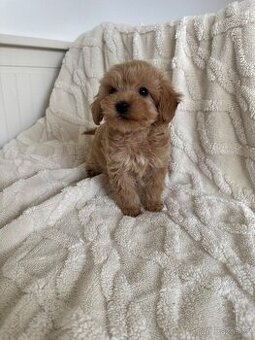 Cavapoo s pp/ registrací