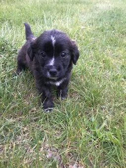 Border kolie x labrador