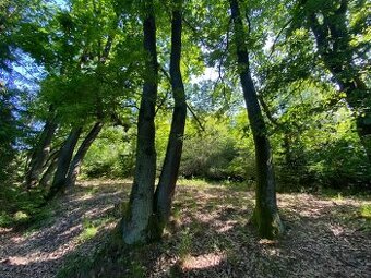 Pozemky trvalého travního porostu Velká Roudka