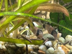 Pancéřníček panda - Corydoras panda