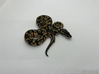 Krajta královská (Python regius)
