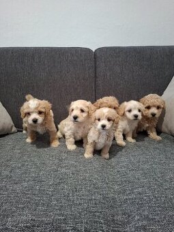 Maltipoo