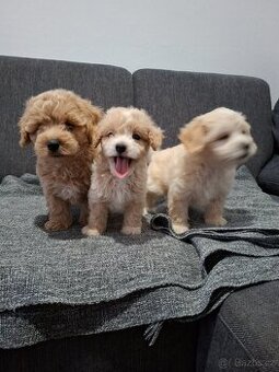 Maltipoo