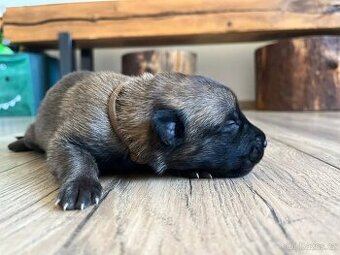 Belgický ovčák Malinois