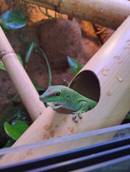 Felsuma madagaskarská
