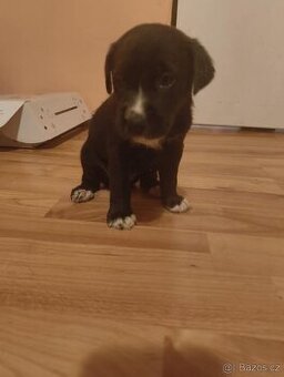 Staford labrador
