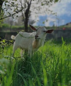 Připouštěni kozla