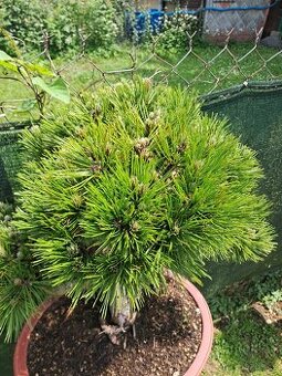 Bonsaj,bonsai