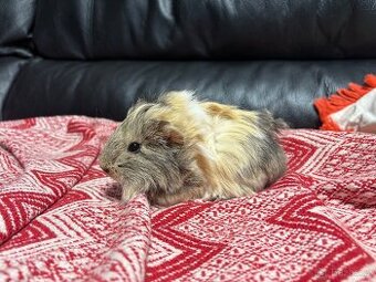 Morče 🐹 , MORČATA , MORČÁTKA samička