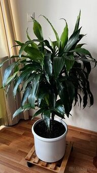 Velka Yucca v keramickém květináči