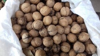 Vlašské ořechy z vlastní zahrady P 9-Kbely - 1