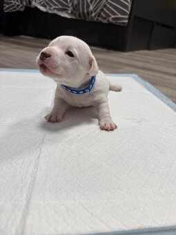 Prodám štěně Jack Russell