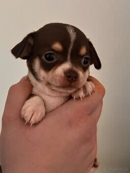 Čivava krátkosrstá štěňátka