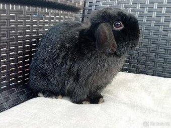 Volný Sameček - Anglický Zakrslý Beránek MiniLop🍑