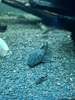 Prodám paví očka, ancitrusy a krevetky