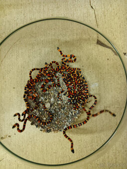 Korálovky - Lampropeltis tr. campbelli